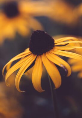 Flor amarilla