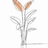 Diseño botánico lineal minimalista