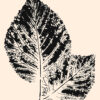Ilustración botánica en tinta inspirada en la naturaleza