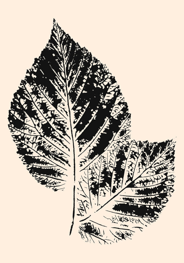 Ilustración botánica en tinta inspirada en la naturaleza