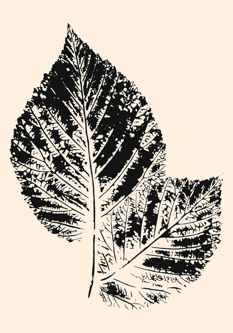 Ilustración botánica en tinta inspirada en la naturaleza
