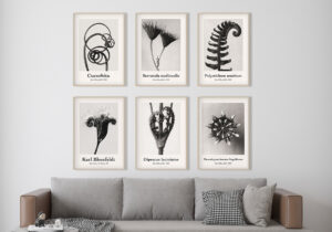 Colección de arte fotográfico botánico
