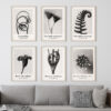 Colección de arte fotográfico botánico