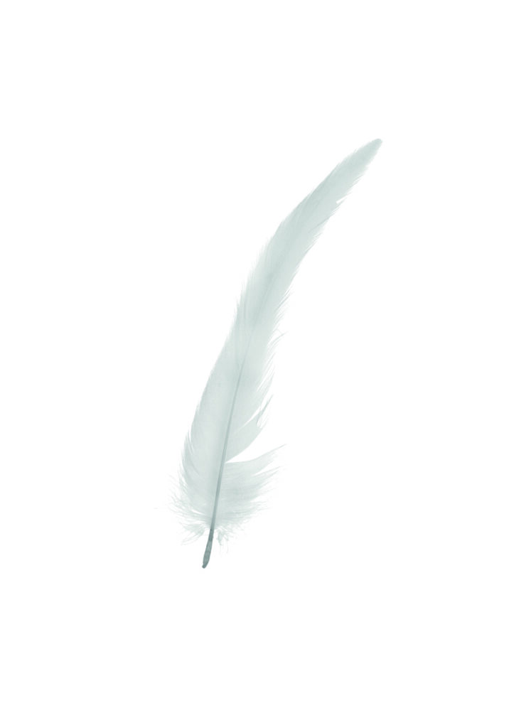 Pluma blanca elegante sobre fondo blanco minimalista.