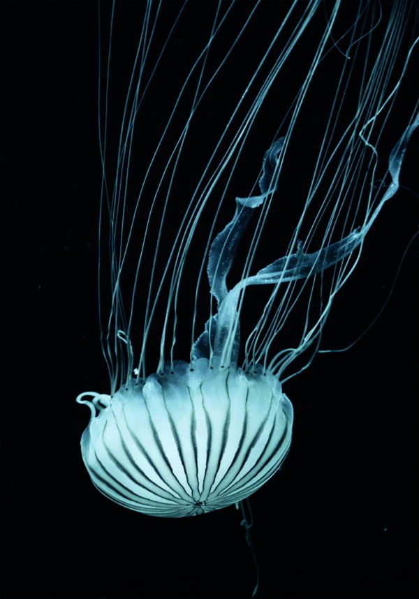 Medusa elegante flotando en aguas oscuras.