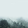 Bosque brumoso en capas de niebla