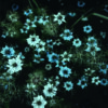 Flores azules delicadas en un fondo nocturno.