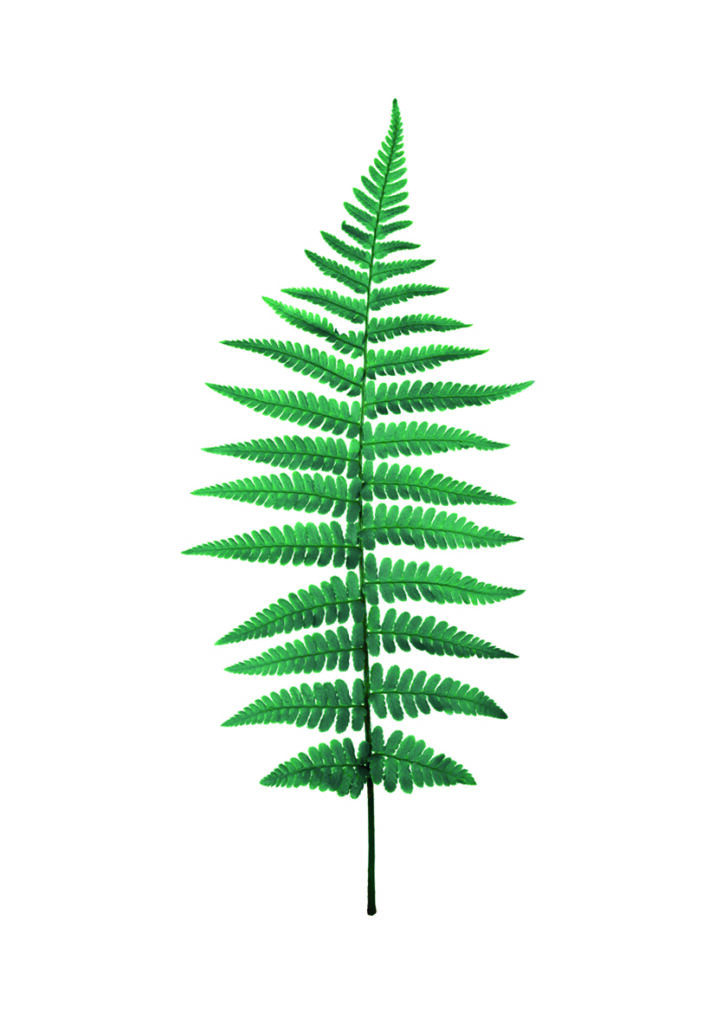 Hoja verde detallada sobre fondo blanco.