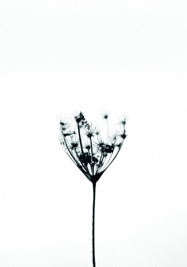 Flor silvestre minimalista en blanco y negro.