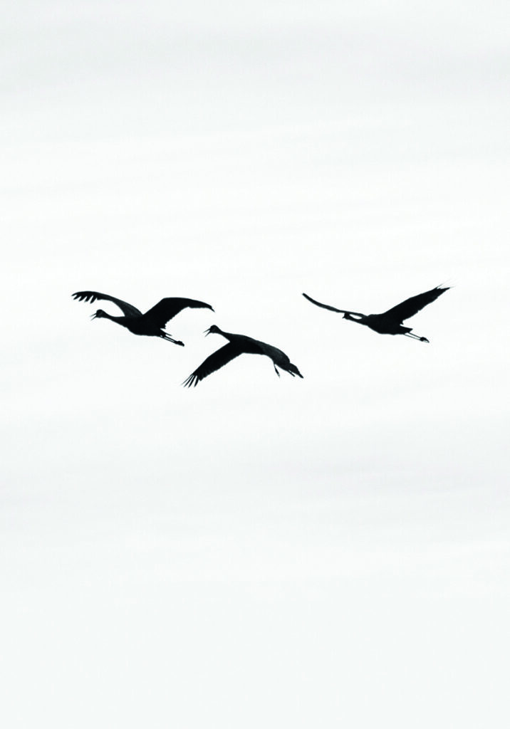 Grullas en vuelo minimalista
