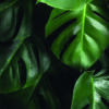 Hojas tropicales de monstera con gotas de agua frescas.