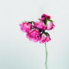 Ramo minimalista de rosas rosadas