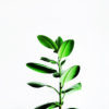 Planta verde elegante sobre fondo blanco.