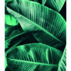 Textura vívida de hoja de plátano