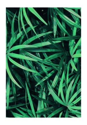 Textura de hoja tropical verde y frondosa