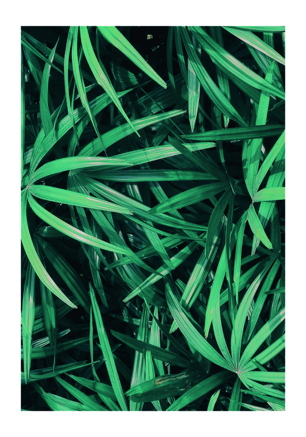 Textura de hoja tropical verde y frondosa