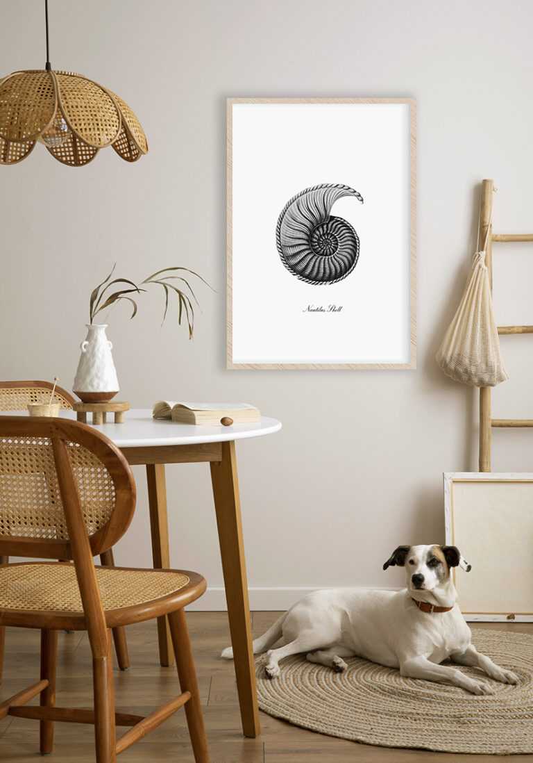 Ilustración detallada de una concha de nautilus