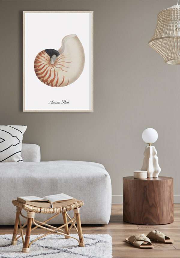 Ilustración vintage de concha de nautilus