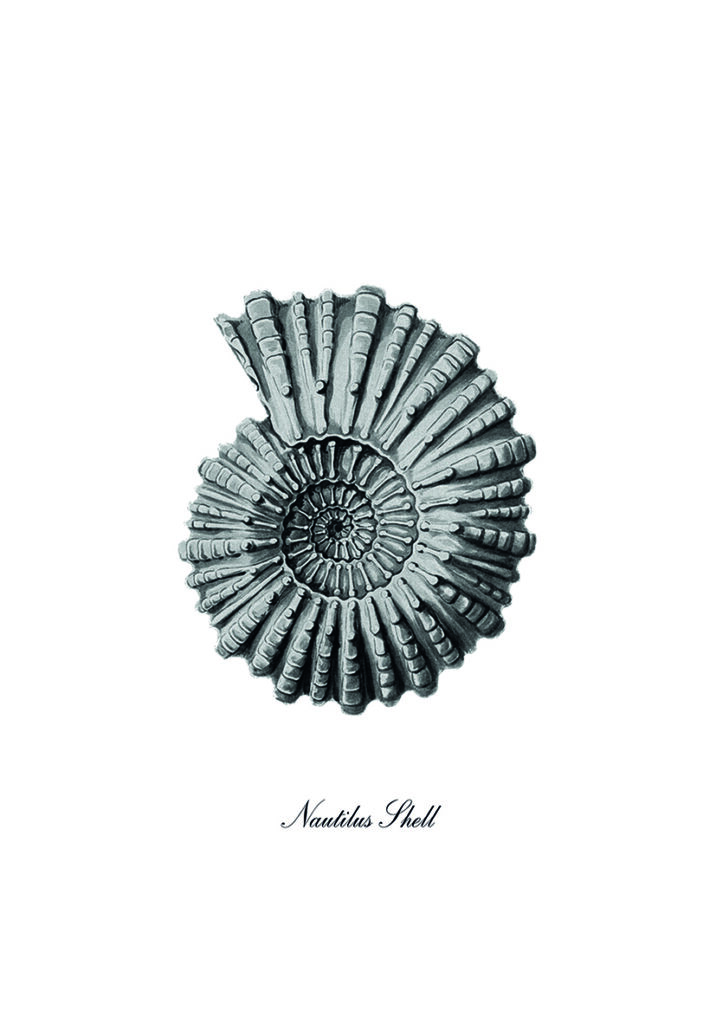 Ilustración monocromática de concha de nautilus