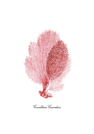 CORAL 9