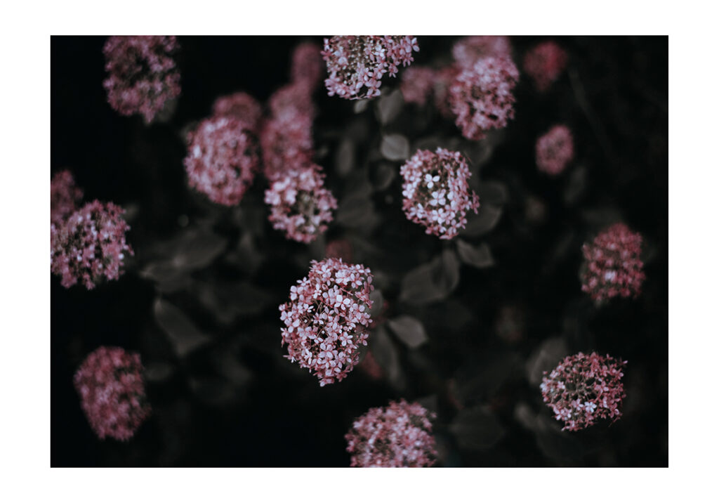 CAMPO FLORES
