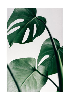 Monstera-Blätter vor minimalistischem Hintergrund