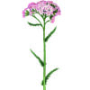 Ilustración botánica de flor rosa elegante
