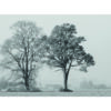 Árboles invernales en blanco y negro con ambiente sereno