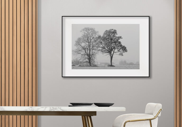 Árboles invernales en blanco y negro con ambiente sereno