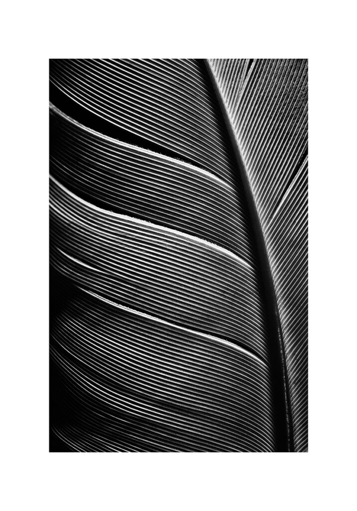 Primer plano de detalles de una pluma