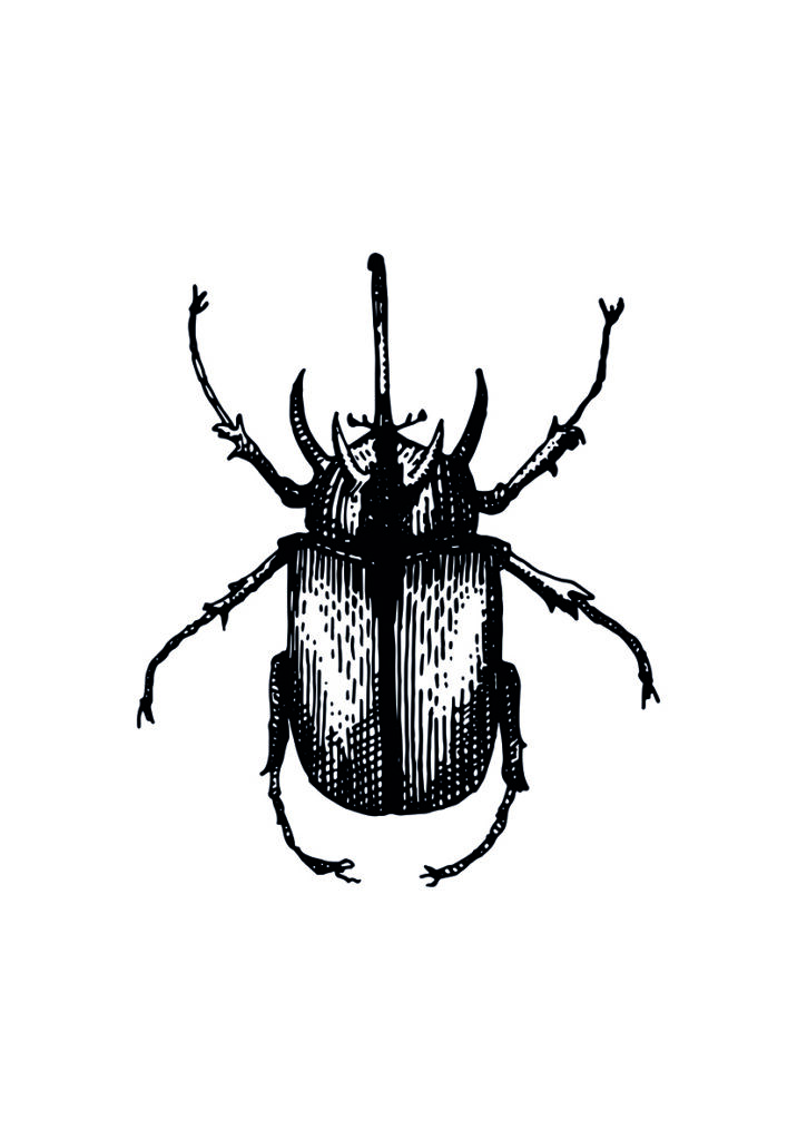 Ilustración entomológica detallada de un escarabajo