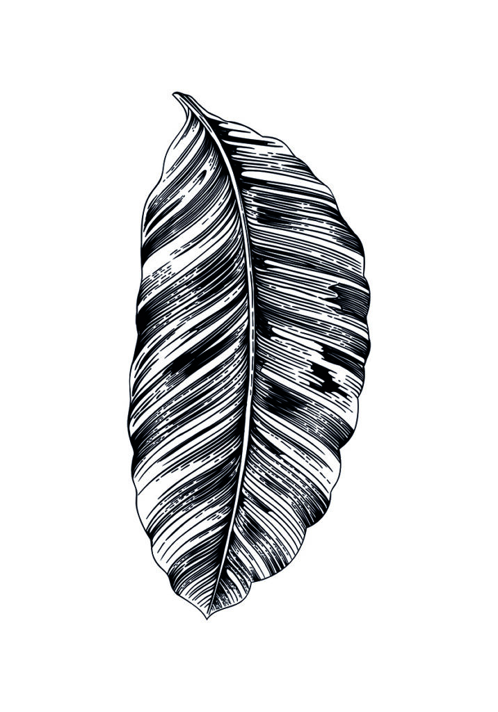 Ilustración intrincada de hoja de plátano