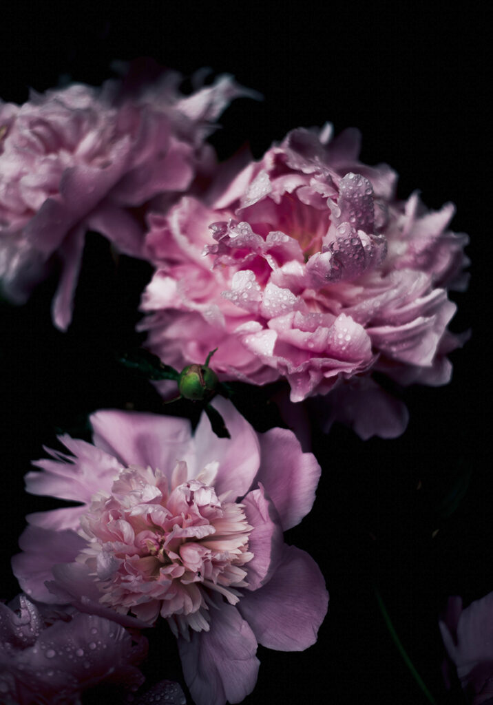 Peonías rosas con gotas de agua
