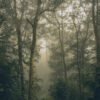 Bosque brumoso con atmósfera tranquila