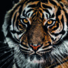 Retrato majestuoso de un tigre de Bengala