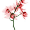 Orquídea en estilo de rayos X