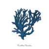 Ilustración natural de coral azul