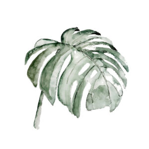 Ilustración de hoja de monstera en acuarela