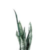 Diseño de sansevieria en tonos verdes
