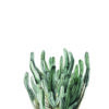 Ilustración de cactus en acuarela sobre fondo blanco