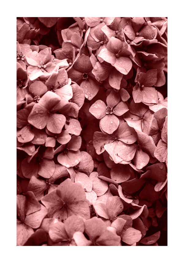 Macro de flor rosada en primer plano