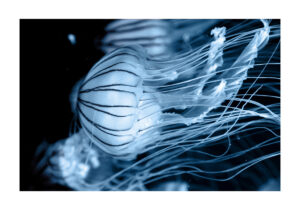 Gráciles medusas en movimiento bajo el agua