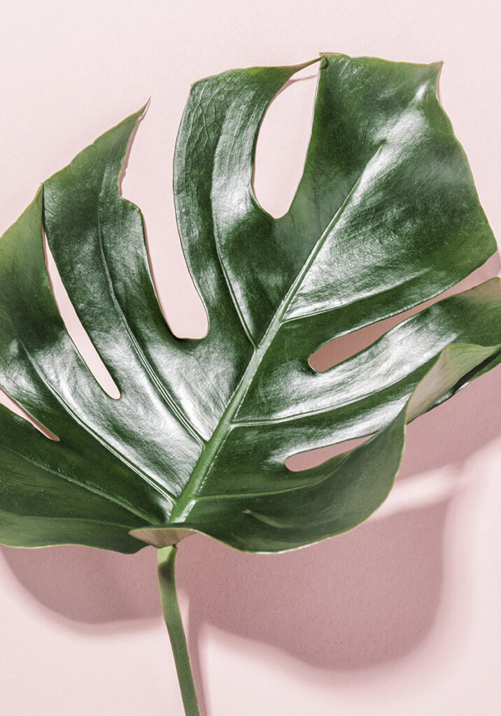 Hoja de monstera sobre fondo rosa minimalista