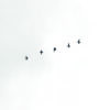 Aves volando en formación hacia el cielo