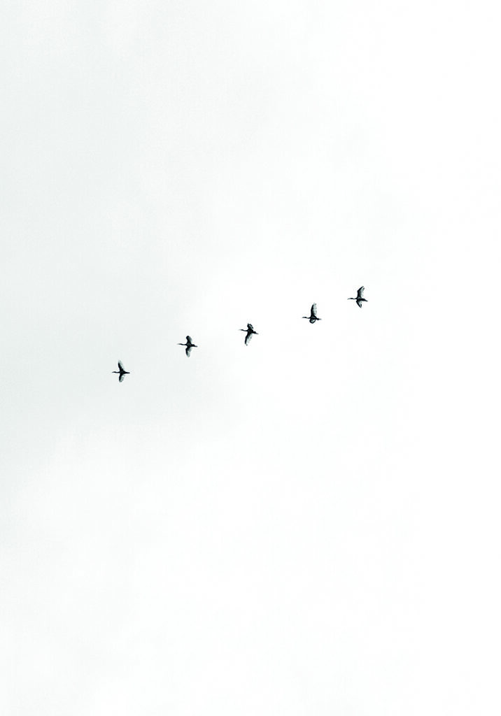 Aves volando en formación hacia el cielo