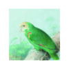 Pintura detallada de loro tropical