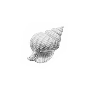 Dibujo detallado de caracola con lápiz