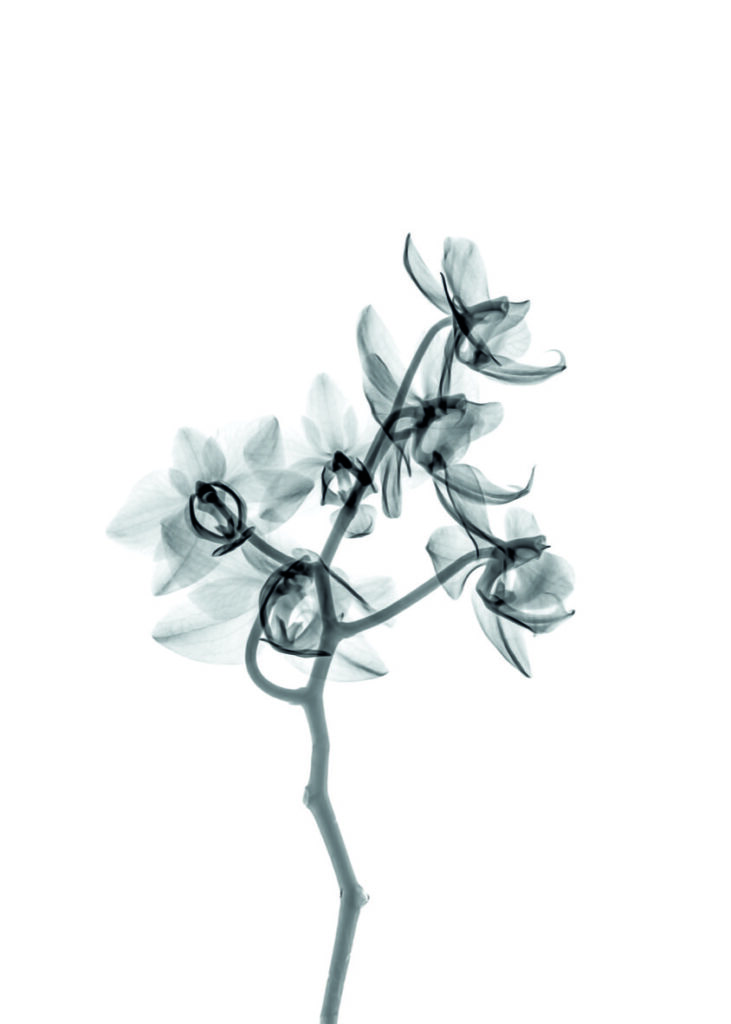 Obra botánica elegante en monocromo