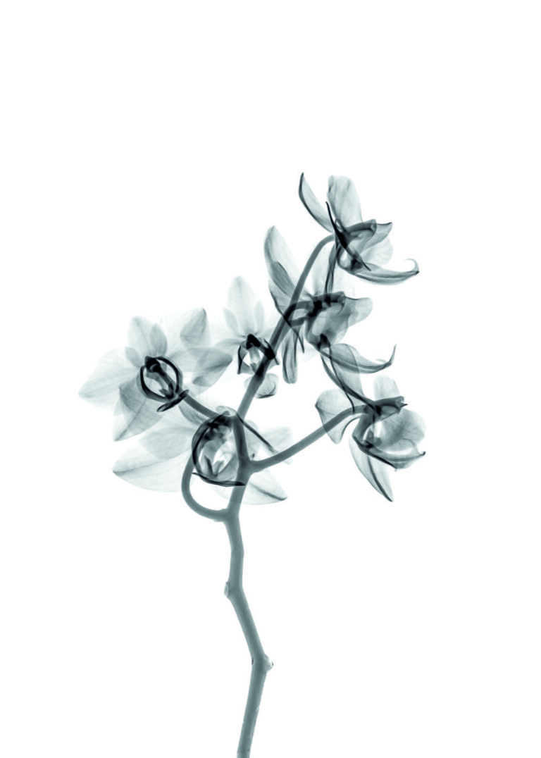 Obra botánica elegante en monocromo