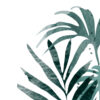 Ilustración de hojas tropicales en acuarela